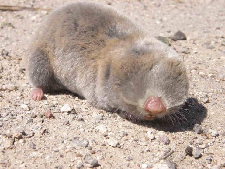Üç Yeni Endemik Fare Türü Keşfedildi