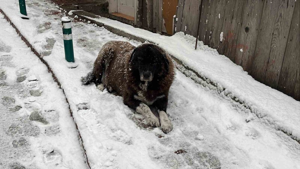 Artvin’de Kar Etkili Oluyor
