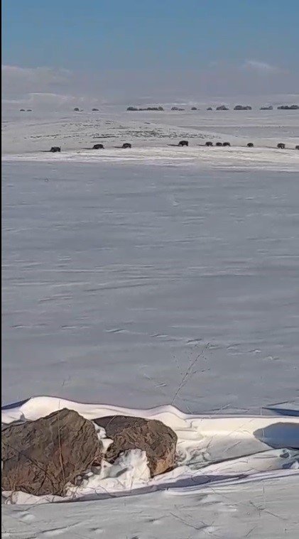 Kars’ta Aç Kalan Yaban Domuzları Yerleşim Yerlerine İndi