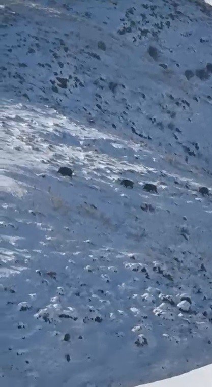 Kars’ta Aç Kalan Yaban Domuzları Yerleşim Yerlerine İndi