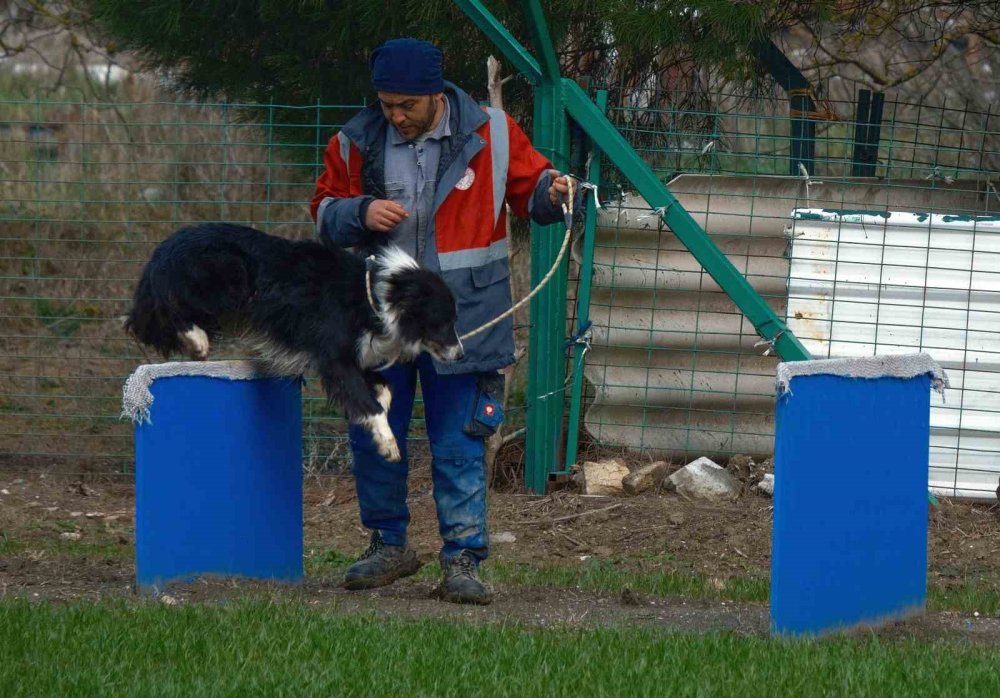 Kangal Ve Akbaştan Sonra Çobanlara Yeni Bir Yardımcı Geliyor