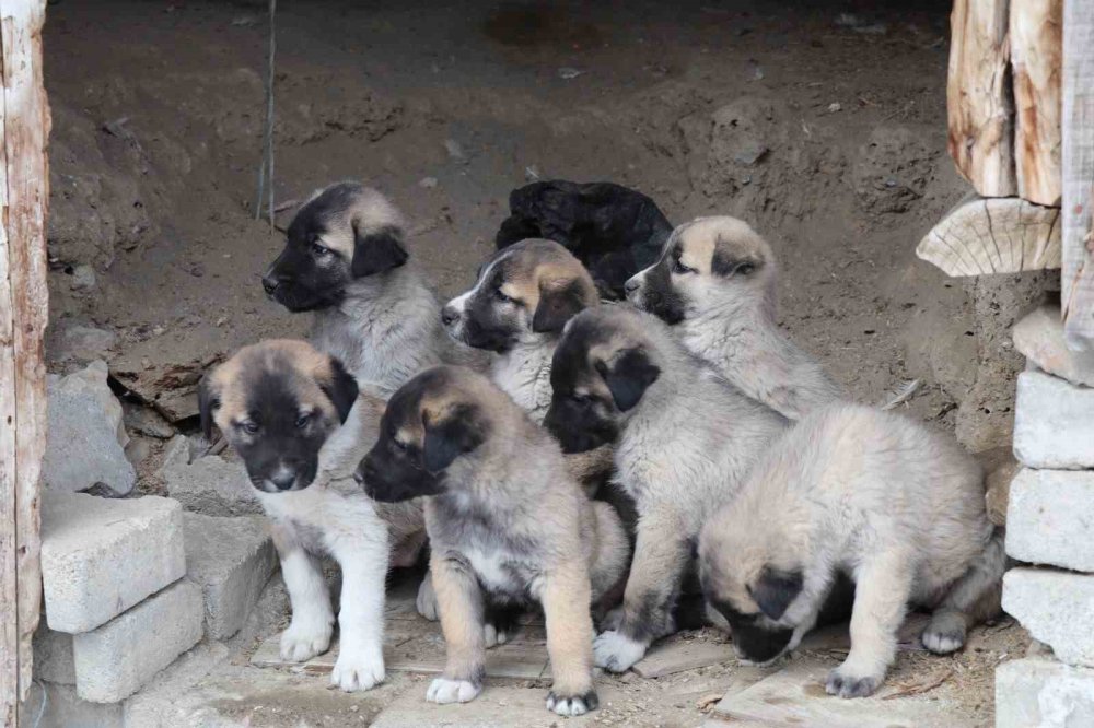Sokak Köpeği 10 Yavru Doğurdu, Sahip Çıkan Kadın Çaresiz Kaldı