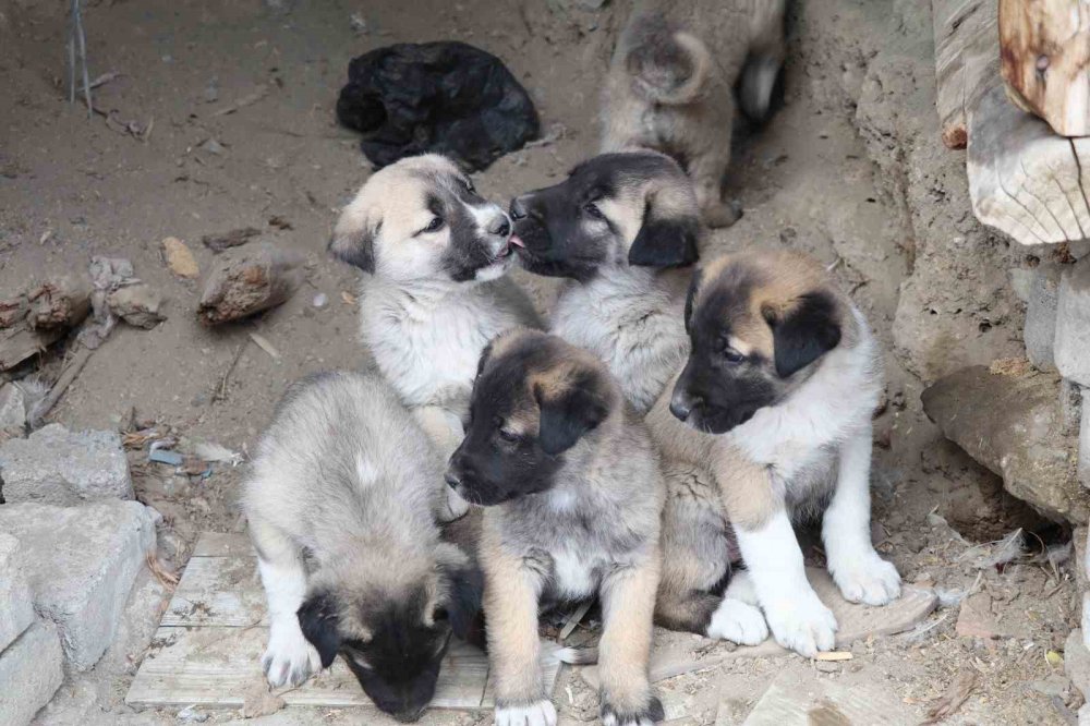 Sokak Köpeği 10 Yavru Doğurdu, Sahip Çıkan Kadın Çaresiz Kaldı