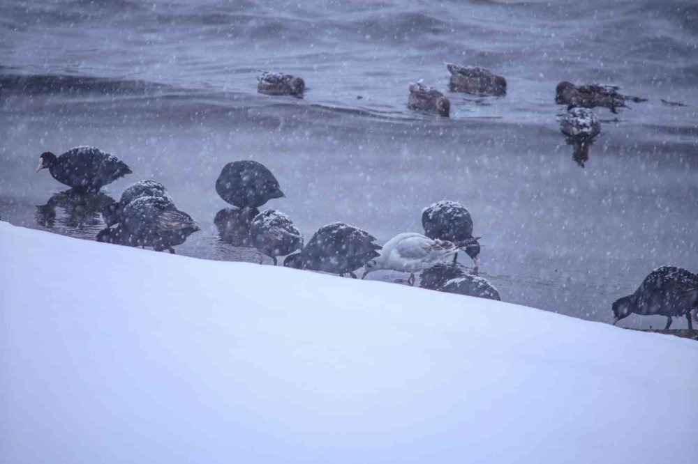 Tatvan’a Kış Ortasında Kuş Akını