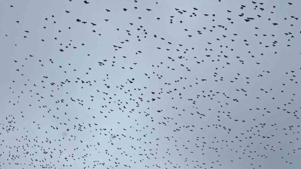 Tatvan’a Kış Ortasında Kuş Akını