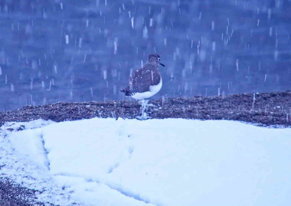 Tatvan’a Kış Ortasında Kuş Akını