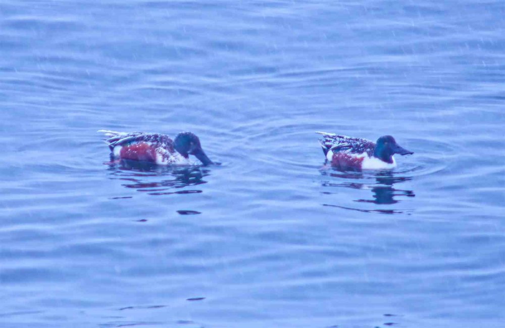 Tatvan’a Kış Ortasında Kuş Akını