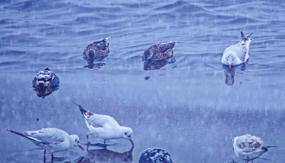 Tatvan’a Kış Ortasında Kuş Akını
