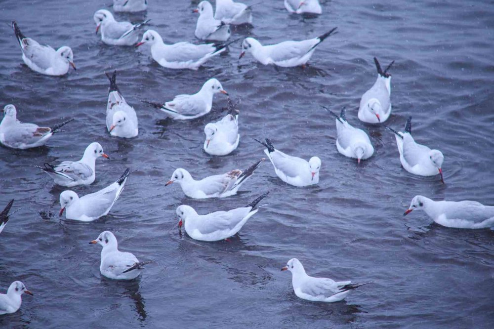 Tatvan’a Kış Ortasında Kuş Akını