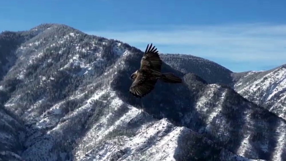 Erzurum’da Sakallı Akbaba Dron İle Görüntülendi