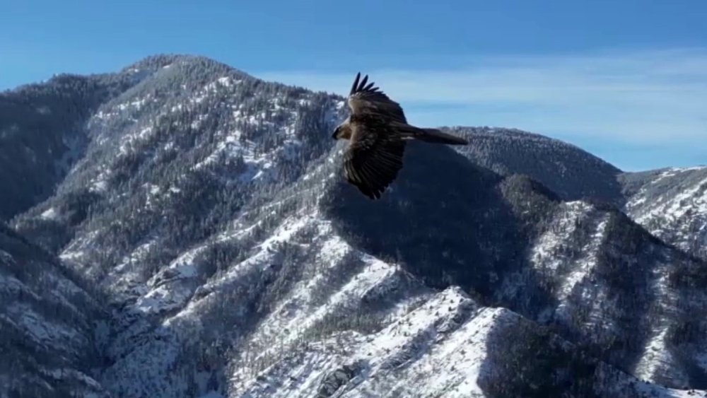 Erzurum’da Sakallı Akbaba Dron İle Görüntülendi
