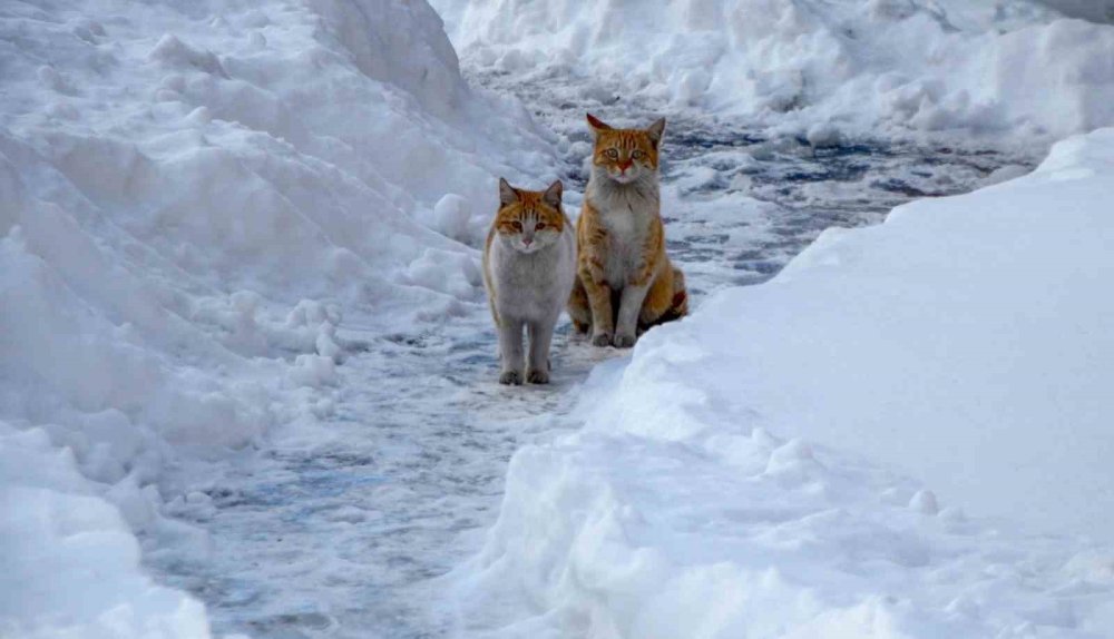 Meteorolojiden Uyarı.. Buzlanma, Don ve Çığ Tehlikesi!