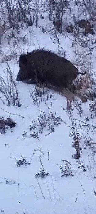 Kars’ta Yol Kenarında İlerleyen Domuz Cep Telefonuyla Kaydedildi