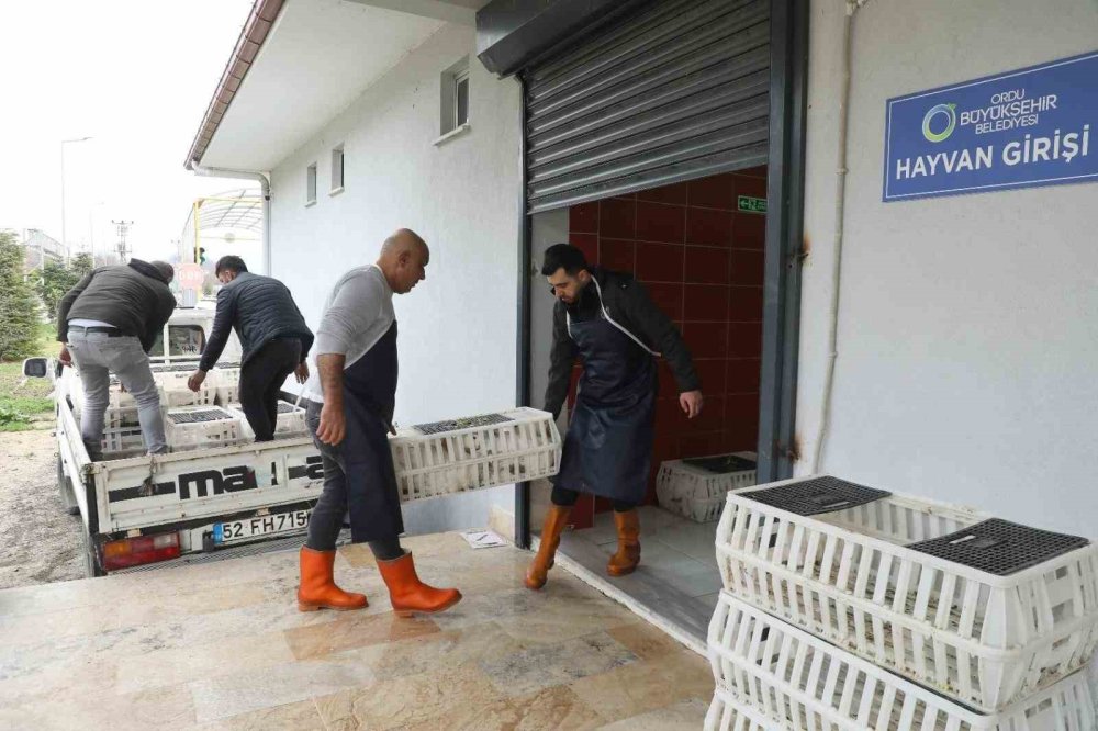 Ordu’da ‘Alım Garantisi’ İle Kaz Yetiştiriciliği Büyüyor