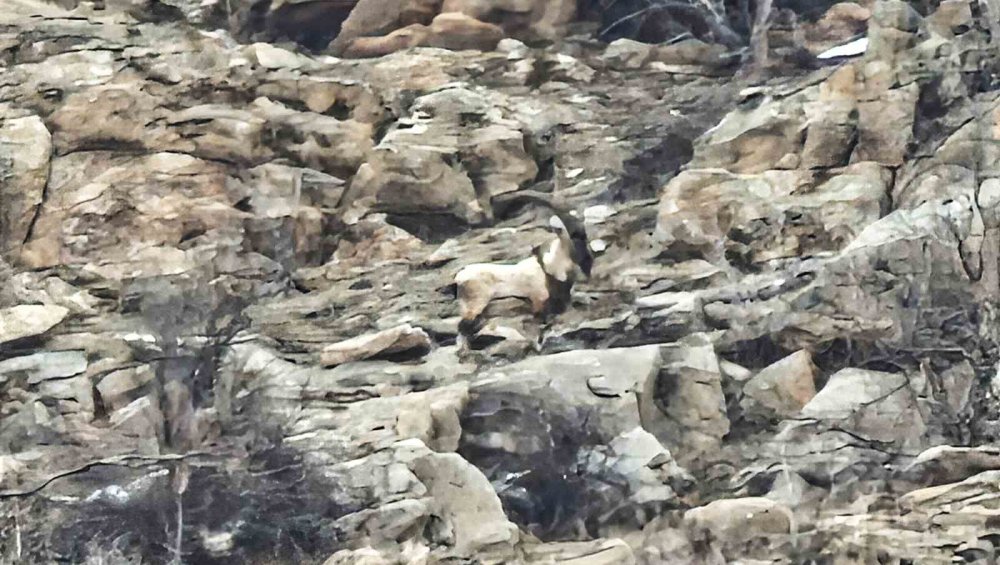 Hizan’da Dağ Keçileri Sürü Halinde Görüntülendi