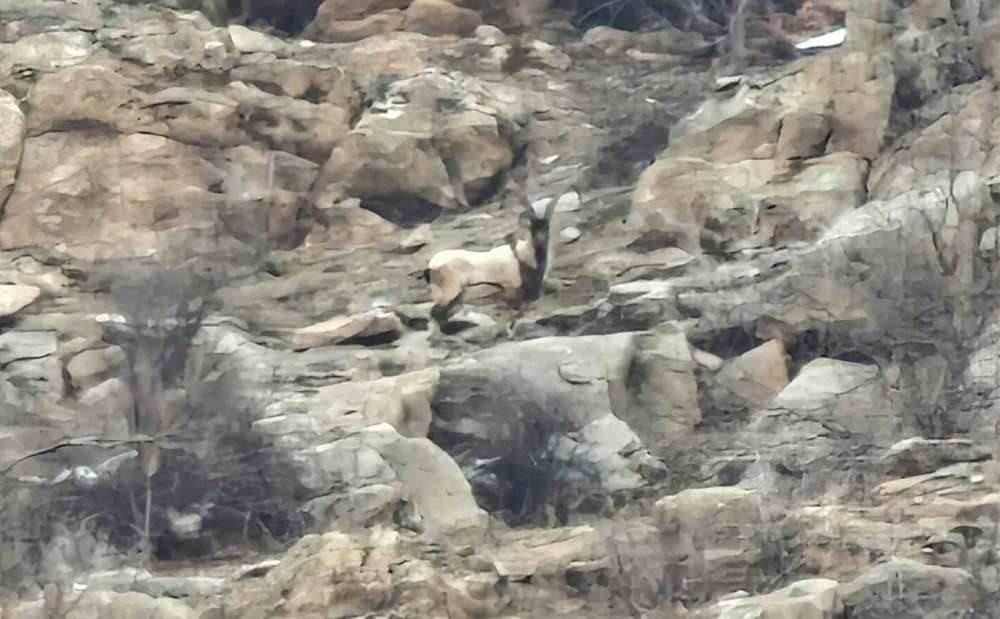 Hizan’da Dağ Keçileri Sürü Halinde Görüntülendi