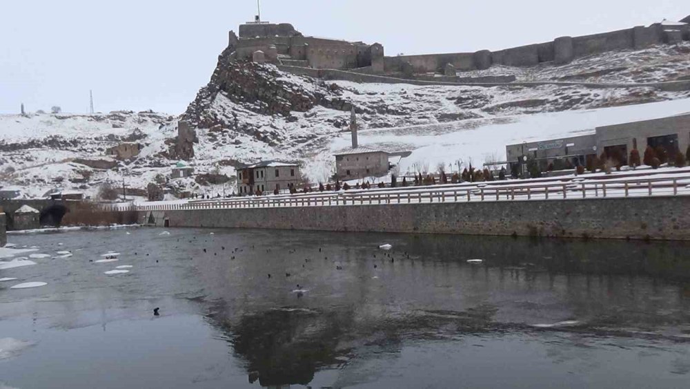 Kars’ta Yaban Hayatı Şehre İndi: Yeşilbaş Ördeklerin Yemek Mesaisi Kamerada