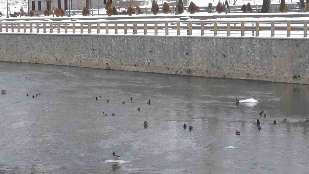 Kars’ta Yaban Hayatı Şehre İndi: Yeşilbaş Ördeklerin Yemek Mesaisi Kamerada