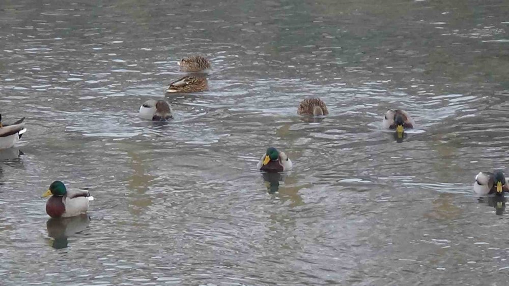 Kars’ta Yaban Hayatı Şehre İndi: Yeşilbaş Ördeklerin Yemek Mesaisi Kamerada