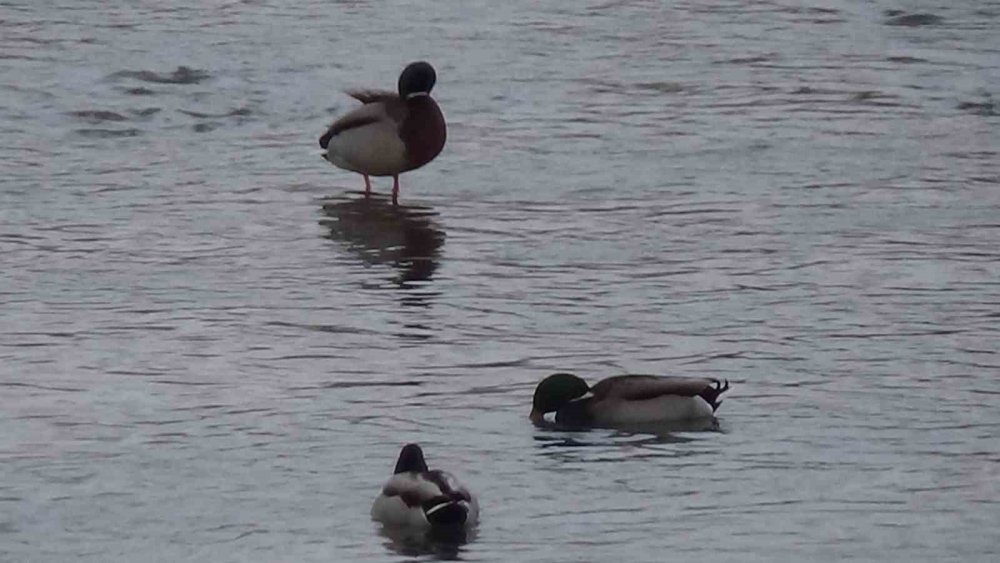 Kars’ta Yaban Hayatı Şehre İndi: Yeşilbaş Ördeklerin Yemek Mesaisi Kamerada