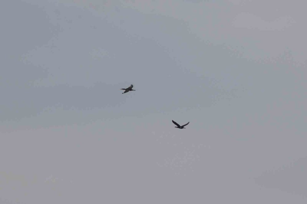 Ağrı Dağı Milli Parkı 200’ü Aşkın Kuş Türüne Ev Sahipliği Yapıyor