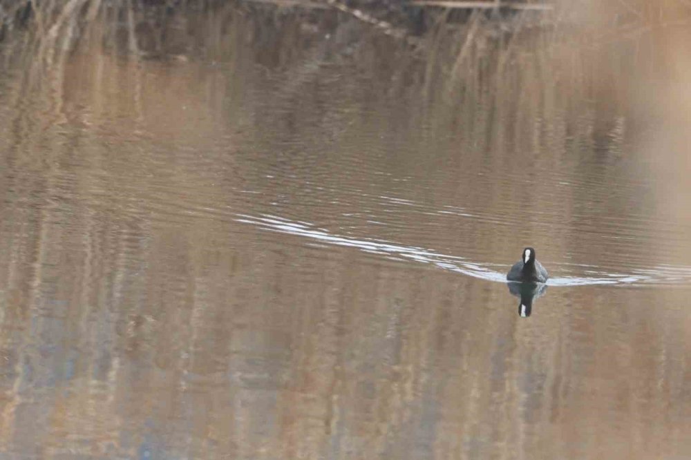 Ağrı Dağı Milli Parkı 200’ü Aşkın Kuş Türüne Ev Sahipliği Yapıyor