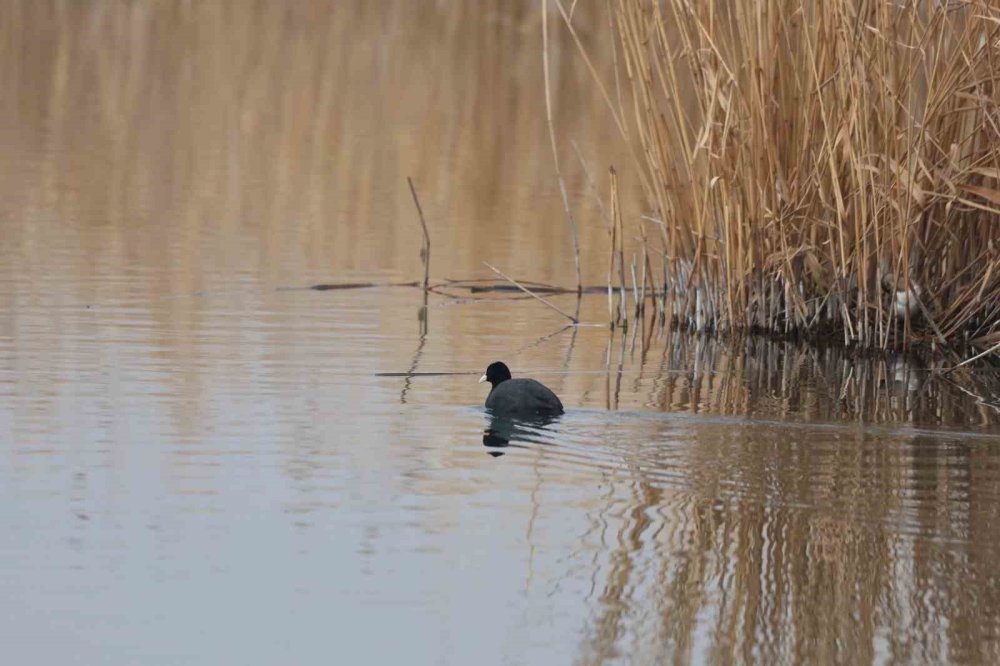 Ağrı Dağı Milli Parkı 200’ü Aşkın Kuş Türüne Ev Sahipliği Yapıyor