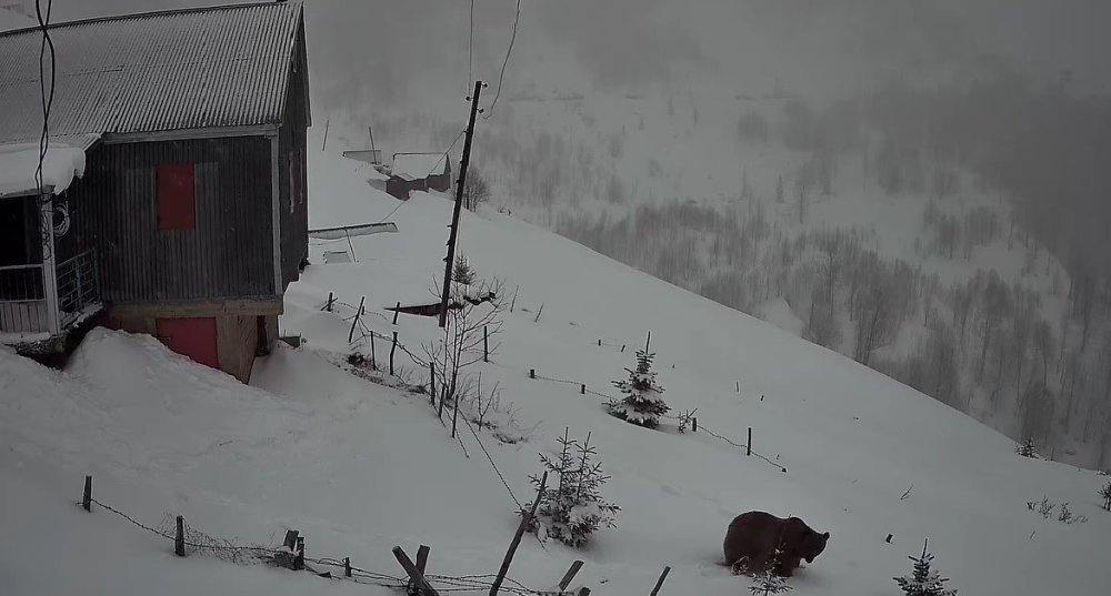 Sis Dağı’nın Davetsiz Misafiri: Koca Ayı Evleri Mesken Tuttu