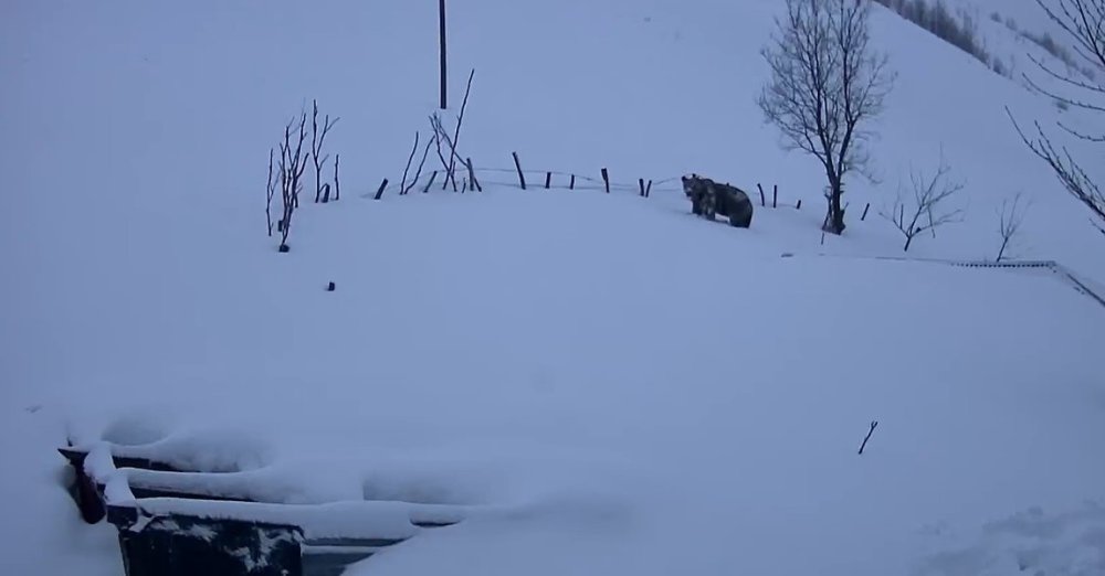 Sis Dağı’nın Davetsiz Misafiri: Koca Ayı Evleri Mesken Tuttu