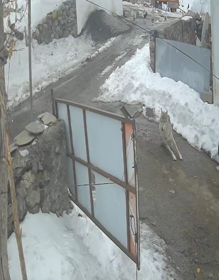 Aç Kalan Kurt Köy Meydanına İndi.. ‘Kaz Sürüsü’ne Saldırı Kamerada!