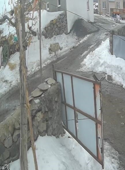 Aç Kalan Kurt Köy Meydanına İndi.. ‘Kaz Sürüsü’ne Saldırı Kamerada!