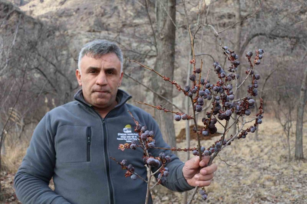 Kara Hurmayı Şubat Ayında Dalından Yiyorlar