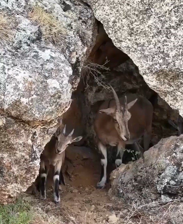 Erzincan’da Dağ Keçileri Drone Kamerasına Yansıdı
