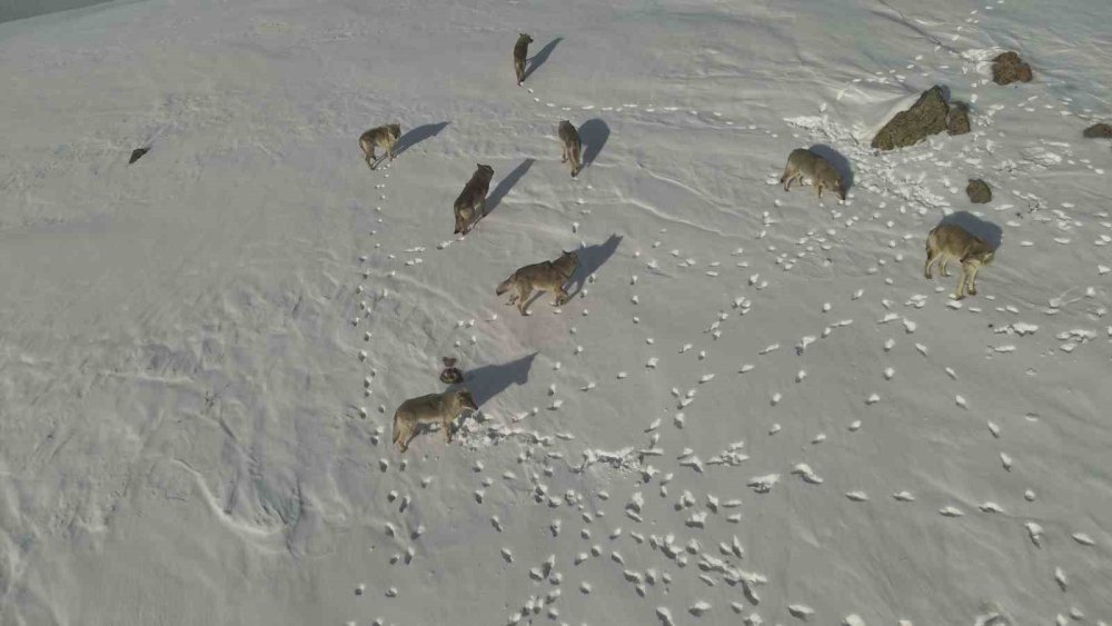 Karayazı’da Kurt Sürüsü Alarmı.. Kış Sertleşti, Kurtlar Yerleşime İndi!
