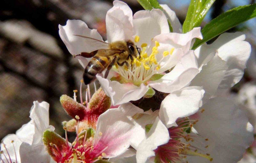İlk Cemre Havaya Düştü.. Kışa Veda, Bahara Merhaba!