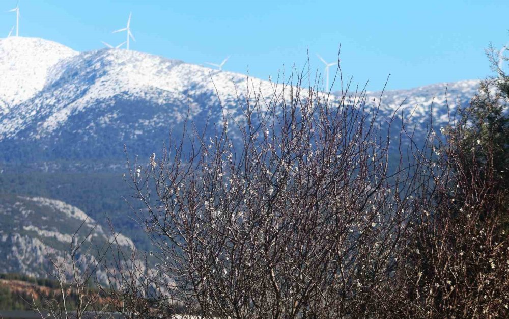 Muğla’da Kış Ve Bahar Aynı Karede