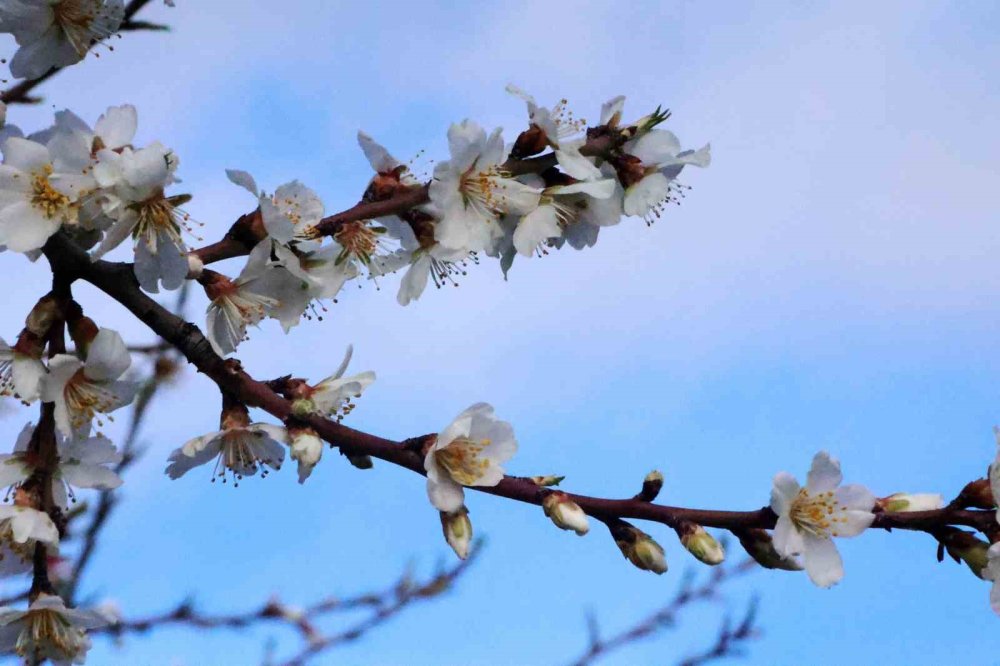 Muğla’da Kış Ve Bahar Aynı Karede