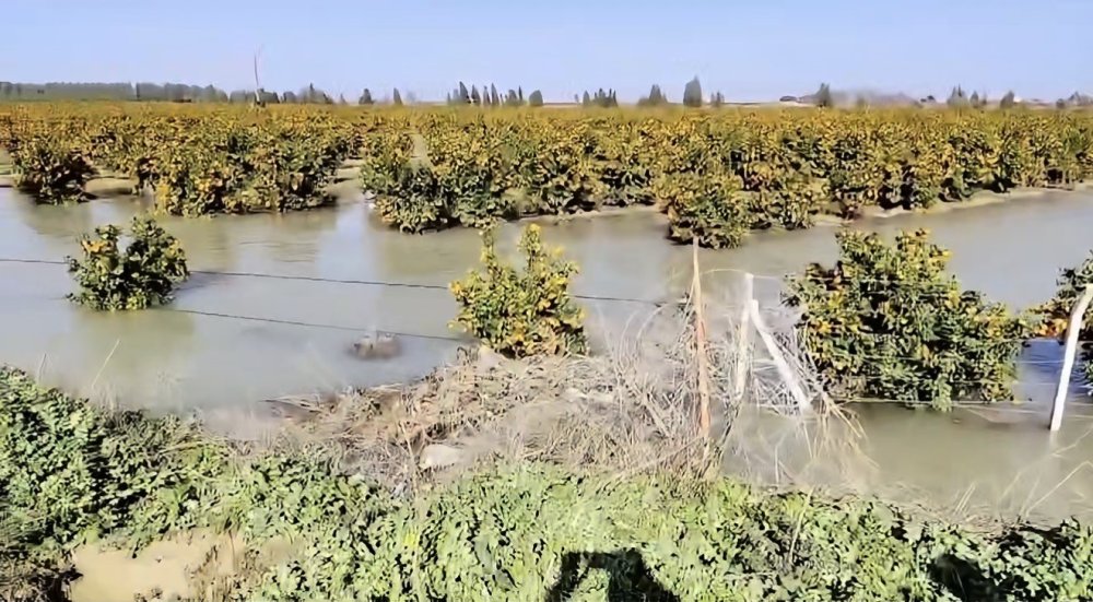 Seyhan Barajı’ndan Su Tahliyesi Sürüyor: Tarlalar Su Altında Kaldı