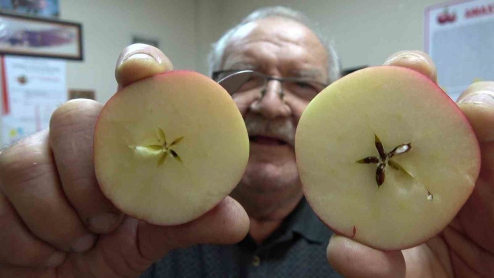 Amasya Misket Elması Tezgâhlarda Yok Satıyor.. Kilosu 150 TL!