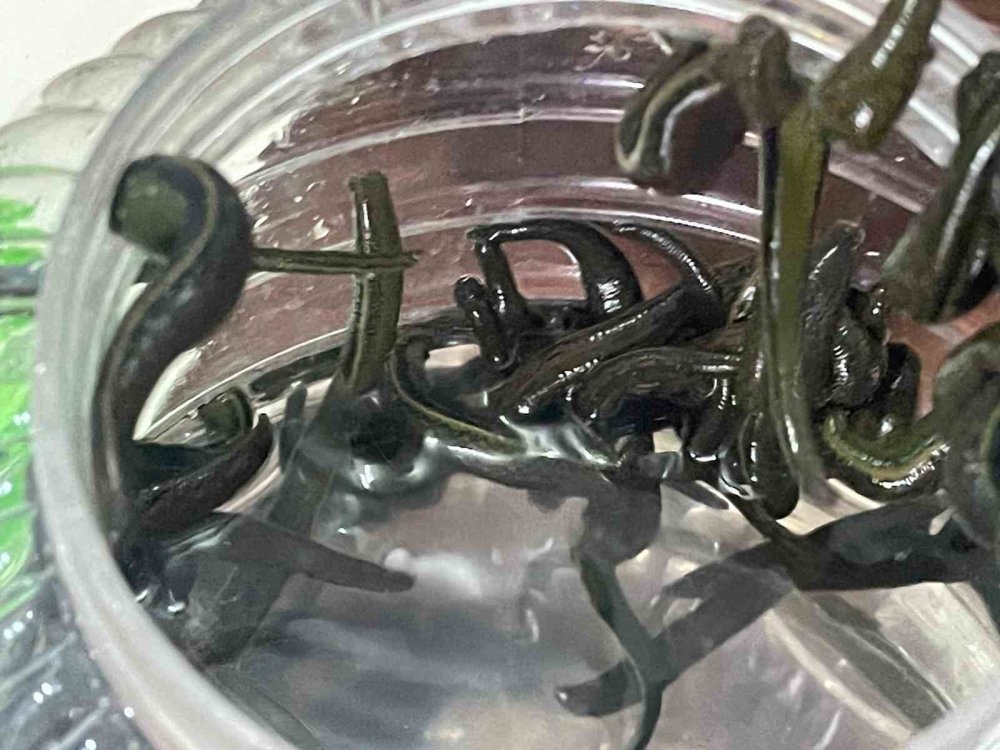 Sülük Tedavisi Yeniden Gündemde.. Cilt Bakımından, Varise Uzanan Kullanım!