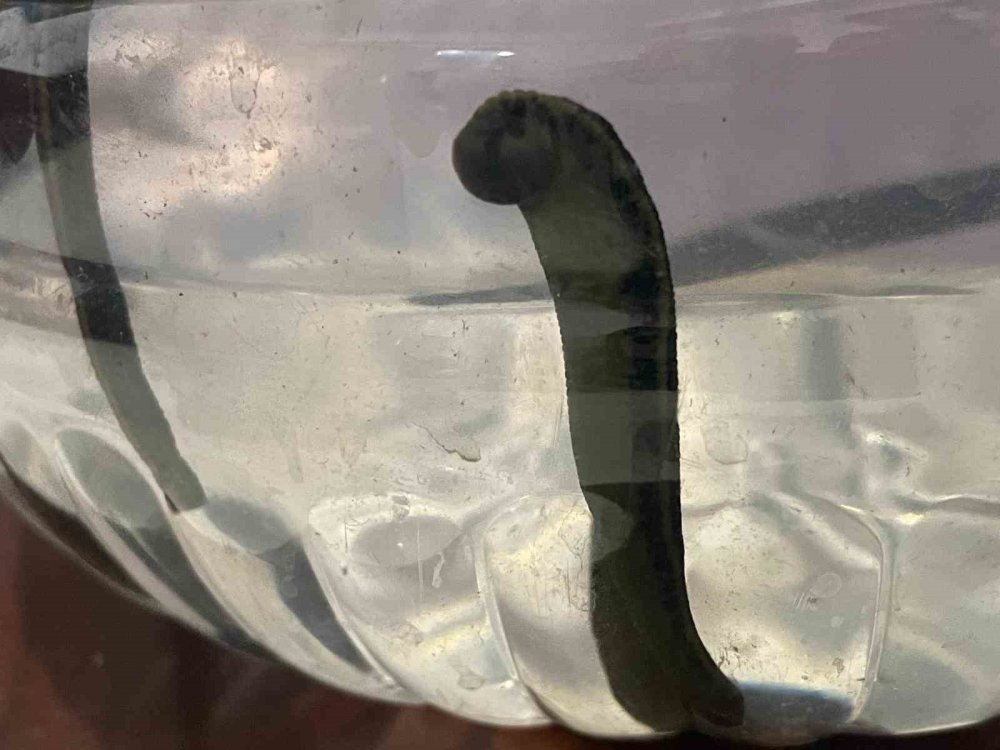 Sülük Tedavisi Yeniden Gündemde.. Cilt Bakımından, Varise Uzanan Kullanım!