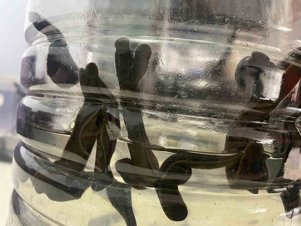 Sülük Tedavisi Yeniden Gündemde.. Cilt Bakımından, Varise Uzanan Kullanım!