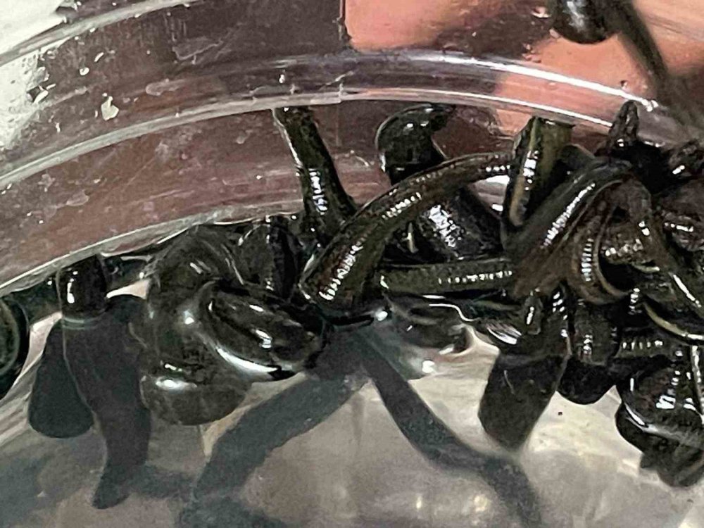 Sülük Tedavisi Yeniden Gündemde.. Cilt Bakımından, Varise Uzanan Kullanım!