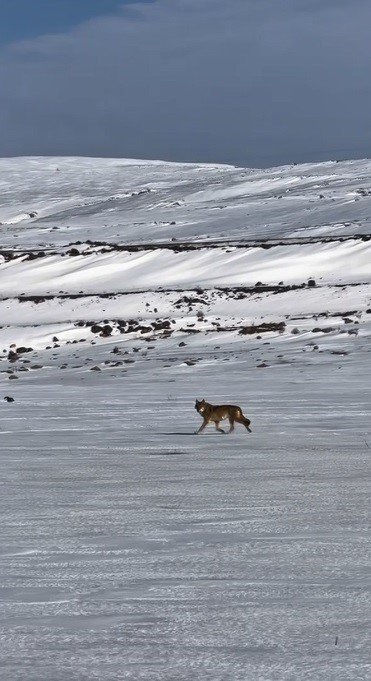 Kars/Arpaçay-Çıldır Yolunda Kurtla Yarış.. Sürücü O Anları Kaydetti!
