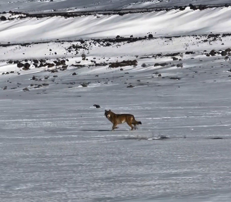 Kars/Arpaçay-Çıldır Yolunda Kurtla Yarış.. Sürücü O Anları Kaydetti!