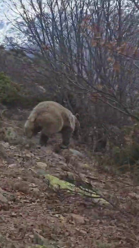 İspir’de Nefes Kesen Anlar.. Kış Uykusundan Uyanan Boz Ayı ile Karşılaştı!