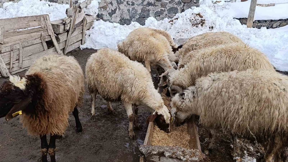 Akyaka'ın Kırsalında Zorlu Kış.. Ahırlarda Çökme Tehlikesi!
