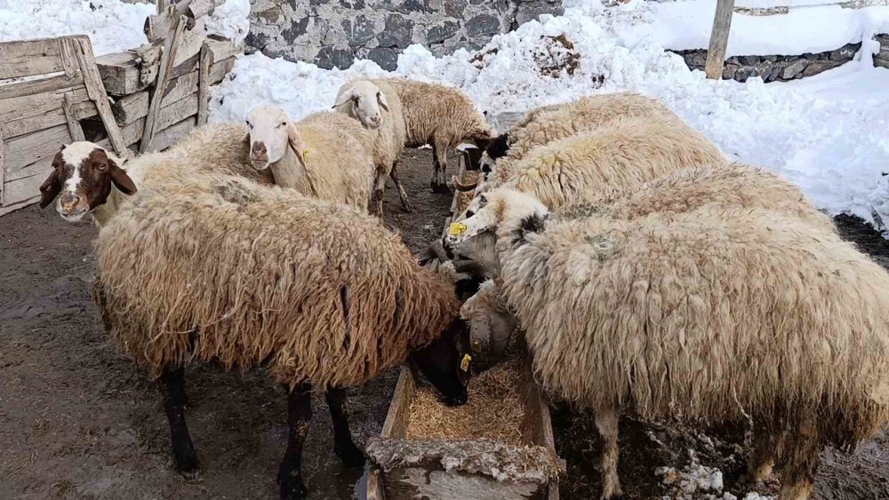 Akyaka'ın Kırsalında Zorlu Kış.. Ahırlarda Çökme Tehlikesi!