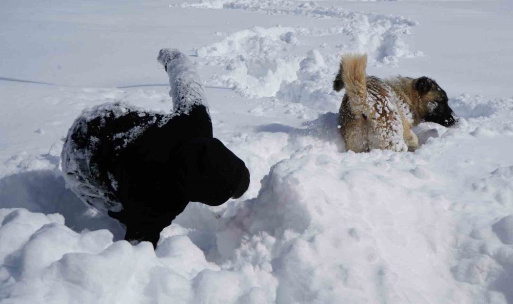 Erzurum’da Kar Yağışı Durdu, Çilesi Devam Ediyor