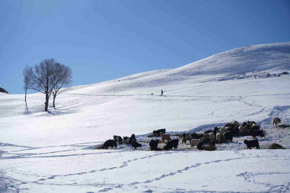 Muş’ta 1800 Rakımlı Köy Kara Gömüldü.. Evler Kar Altında, Ulaşım Tünellerle Sağlanıyor